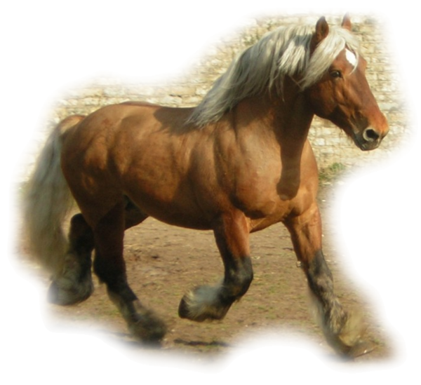 paard zweet veel